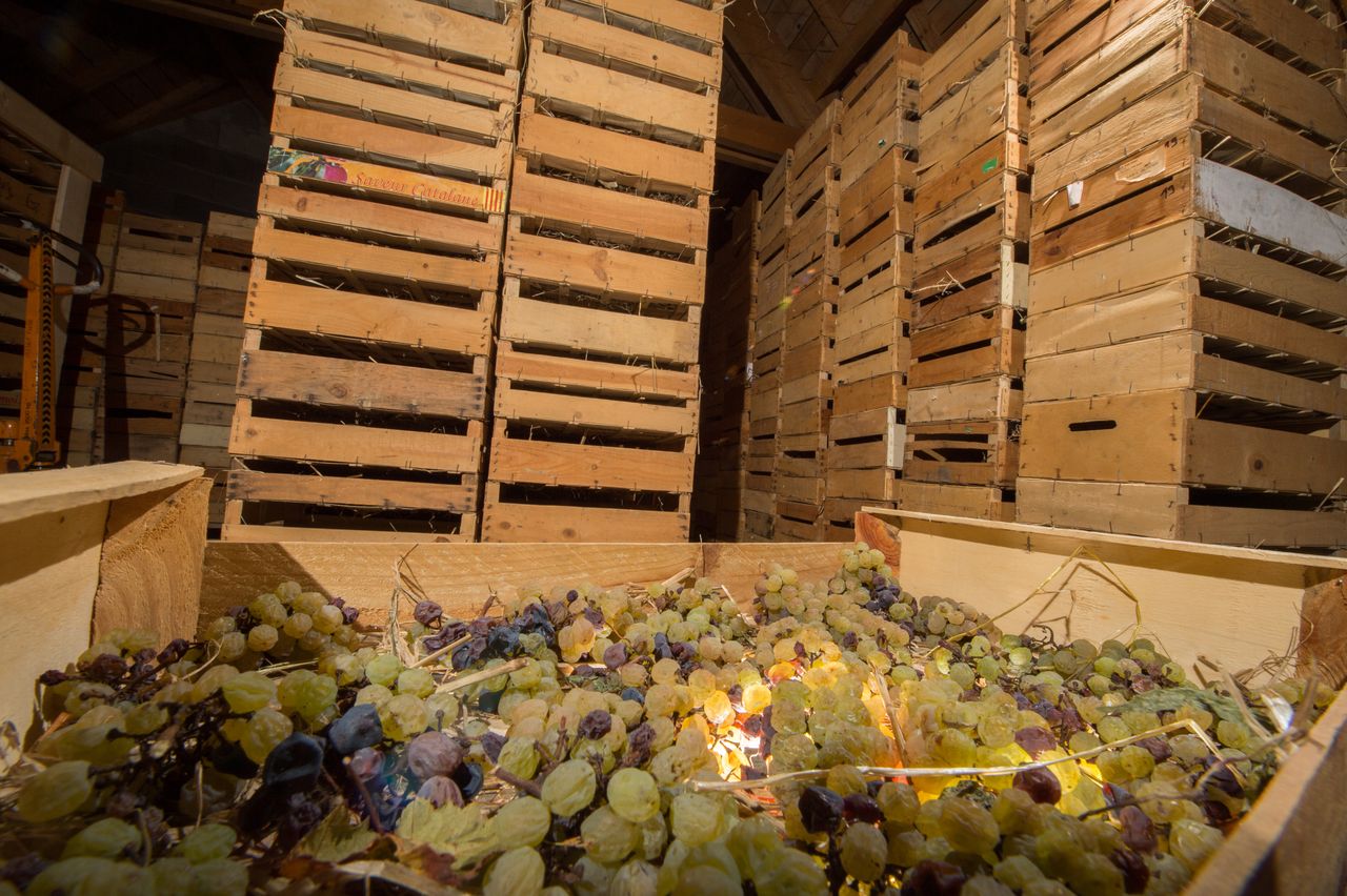 Vignoble Technique Vin de paille VDP-0037